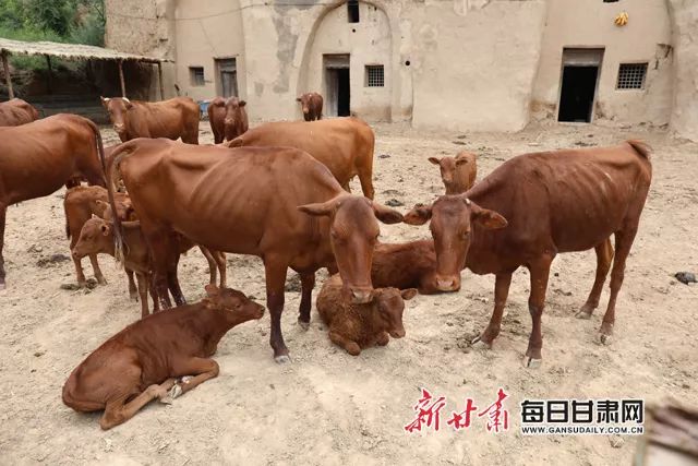 窑洞养殖_窑洞种植致富项目_窑洞种蘑菇投资大不