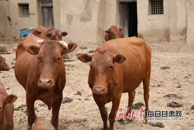 窑洞种蘑菇投资大不_窑洞养殖_窑洞种植致富项目