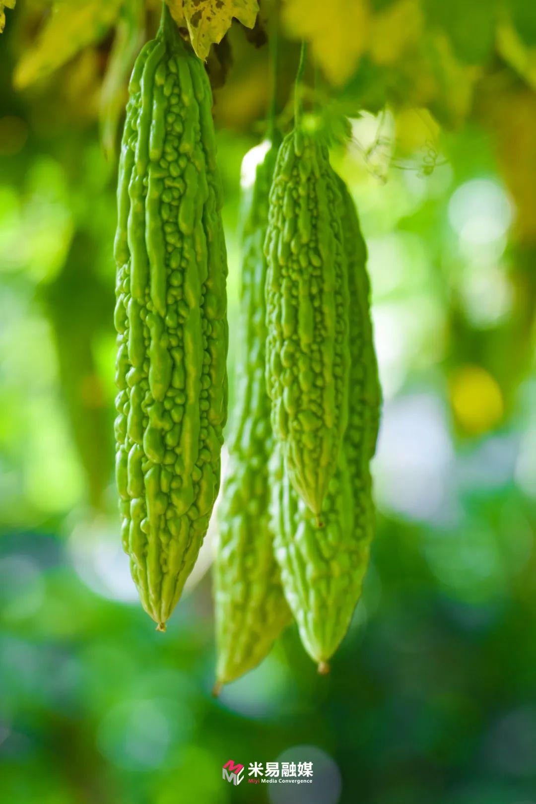 米易县蔬菜种植乡镇_米易农户种植蔬菜致富_米易蔬菜基地