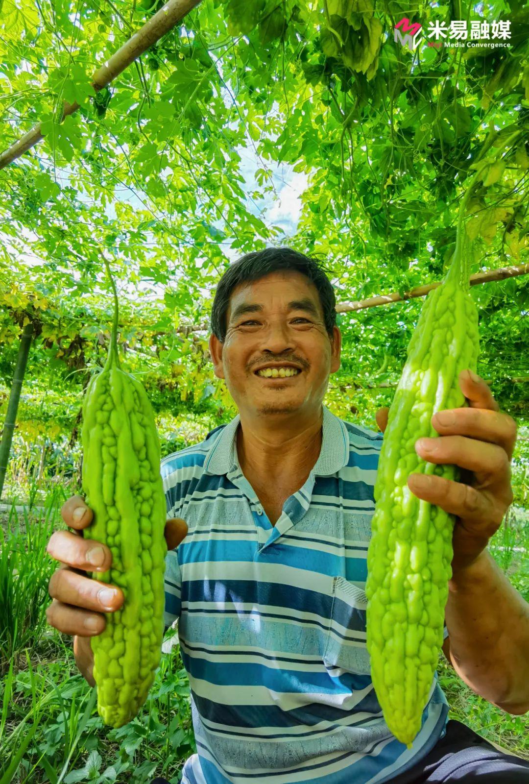 米易农户种植蔬菜致富_米易县蔬菜种植乡镇_米易蔬菜基地