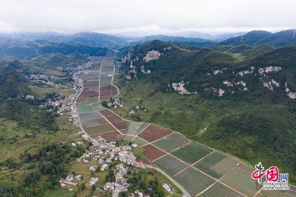 小香葱变身“致富草” “万亩香葱”基地造福贵州赫章县松林坡乡