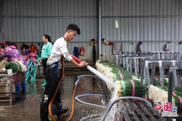 种植小香葱成本与利润_致富经香葱种植视频_小香葱种植致富经