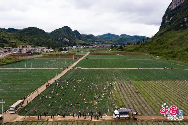 致富经香葱种植视频_种植小香葱成本与利润_小香葱种植致富经