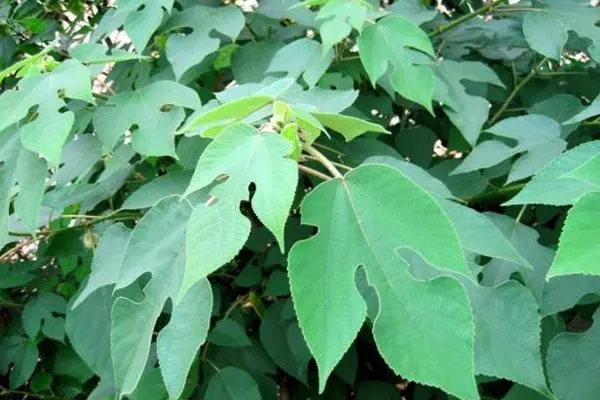 致富种植盆景图片_种植盆景致富_致富种植盆景视频