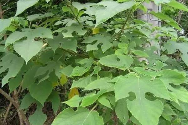 种植盆景致富_致富种植盆景视频_致富种植盆景图片