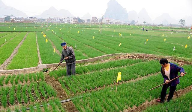 致富经香葱种植视频_小香葱种植_小香葱种植致富经