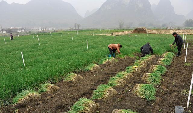 小香葱种植_致富经香葱种植视频_小香葱种植致富经