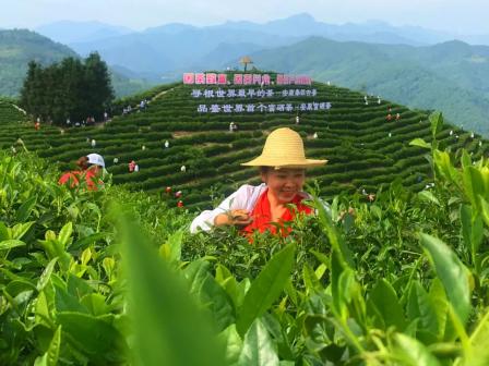 种冬枣赚钱吗_冬枣种植致富_致富种植冬枣视频