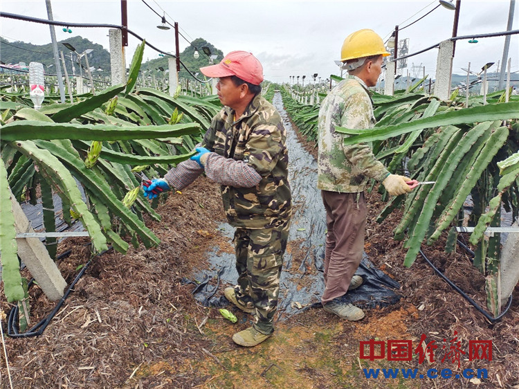 种植冬枣前景如何_冬枣种植致富_致富种植冬枣视频