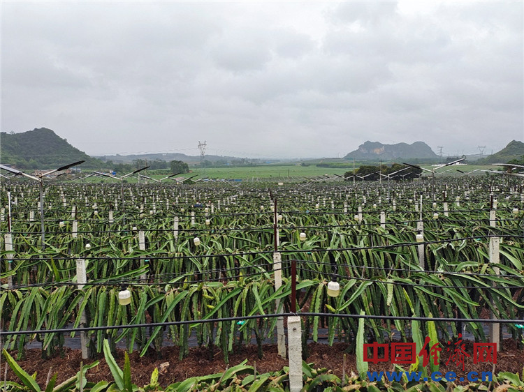 冬枣种植致富_种植冬枣前景如何_致富种植冬枣视频