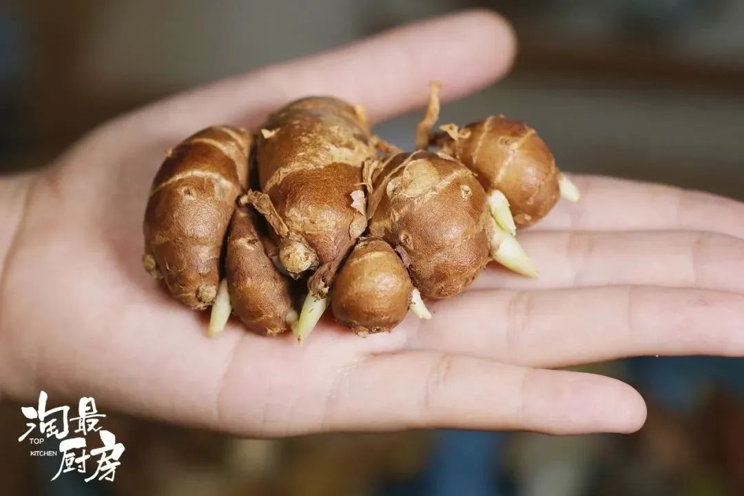 致富种植沙姜视频_沙姜种植致富_种植沙姜赚钱吗