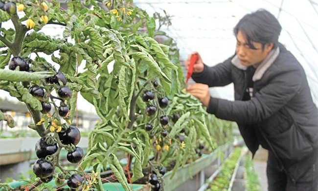 2020年种植什么最赚钱？推荐4个农村种植致富项目