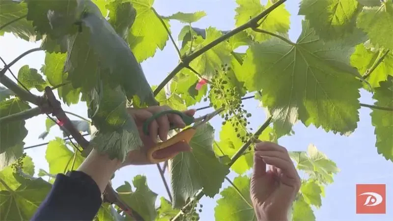 致富经大棚种菜技术_种植大棚厂家直销_随州大棚种植致富