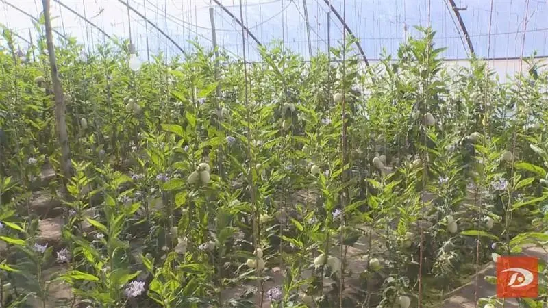 随州大棚种植致富_种植大棚厂家直销_致富经大棚种菜技术