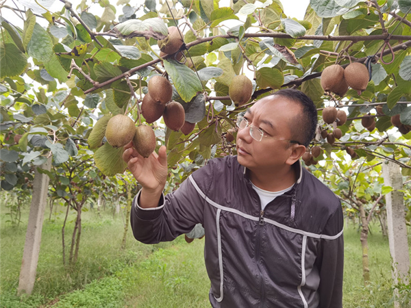 咸阳农村致富种植_咸阳种植结构_咸阳地区适合种植什么农作物