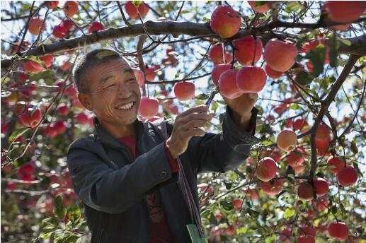 咸阳地区适合种植什么农作物_咸阳土地适合种什么_咸阳农村致富种植