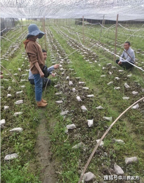 农广天地种植香菇视频_致富经香菇赚千万_致富经远走他乡种香菇