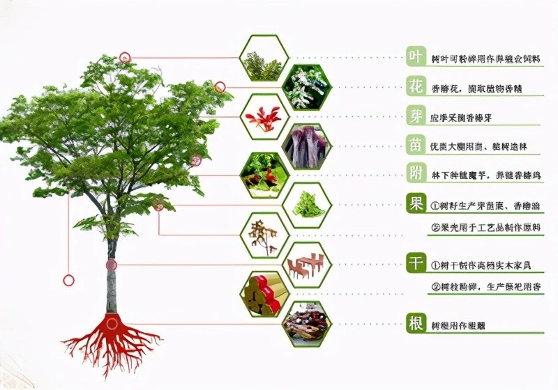 酉阳香椿种植致富_香椿种植前景及利润_香椿种植效益如何