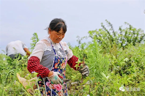 关岭推进石漠化治理实现生态与经济齐头并进