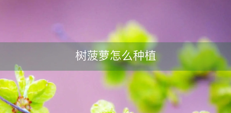 树菠萝怎么种植