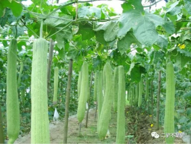 夏季丝瓜种植技术_夏季种丝瓜多少天结果_种丝瓜的季节和方法视频