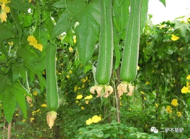 种丝瓜的季节和方法视频_夏季丝瓜种植技术_夏季种丝瓜多少天结果