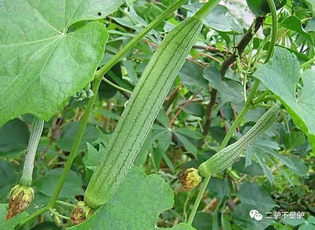 夏季种丝瓜多少天结果_种丝瓜的季节和方法视频_夏季丝瓜种植技术