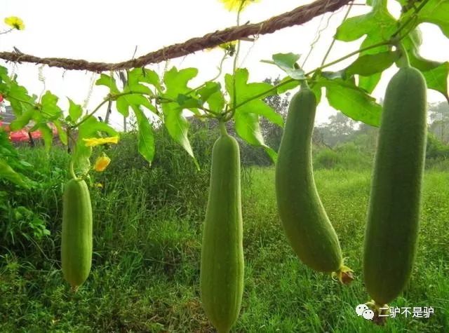 夏季种丝瓜多少天结果_种丝瓜的季节和方法视频_夏季丝瓜种植技术