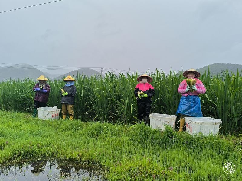 保山市腾冲市：茭白“茭”出致富经