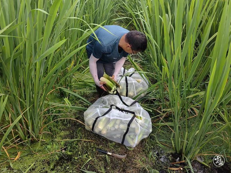 保山新闻保山隆阳新闻_保山致富经_云南致富经