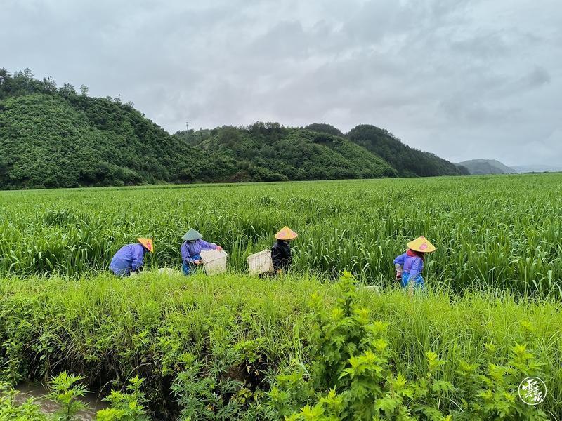 保山致富经_保山新闻保山隆阳新闻_云南致富经