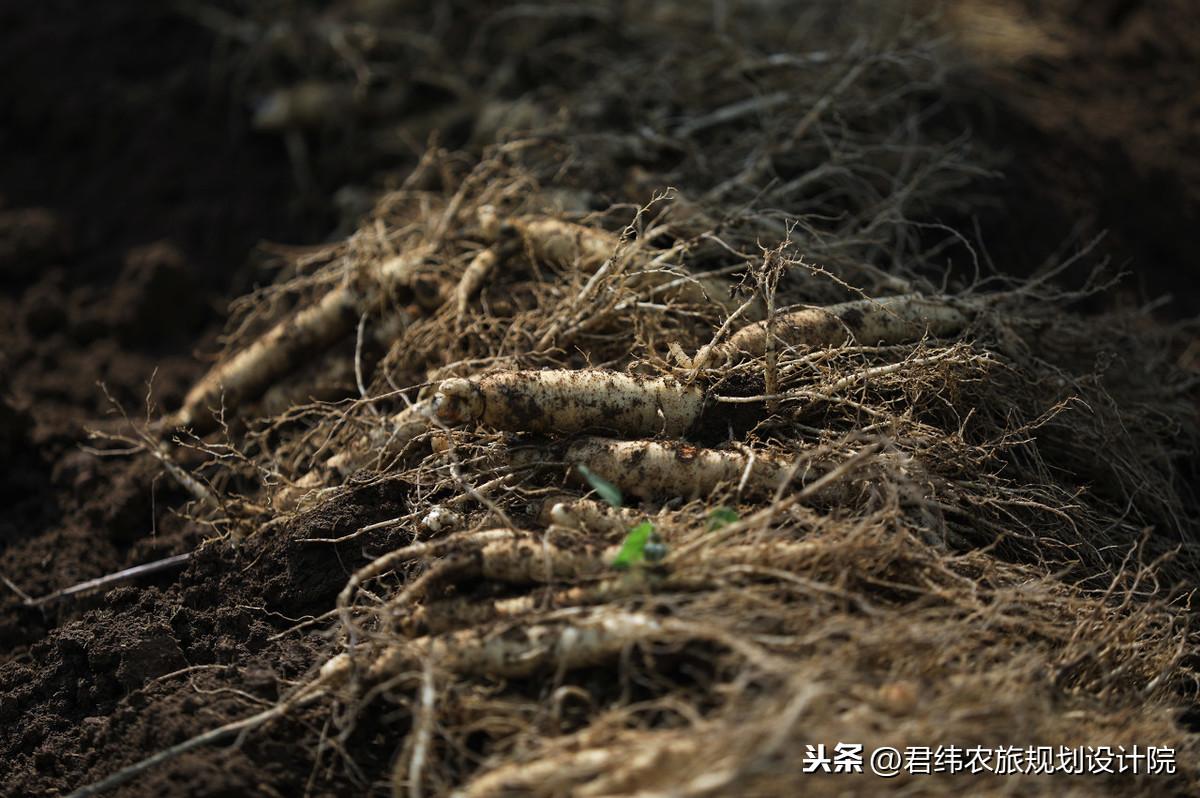 种植咨询葛根技术公司电话_葛根种植技术咨询公司_葛根种植加盟商