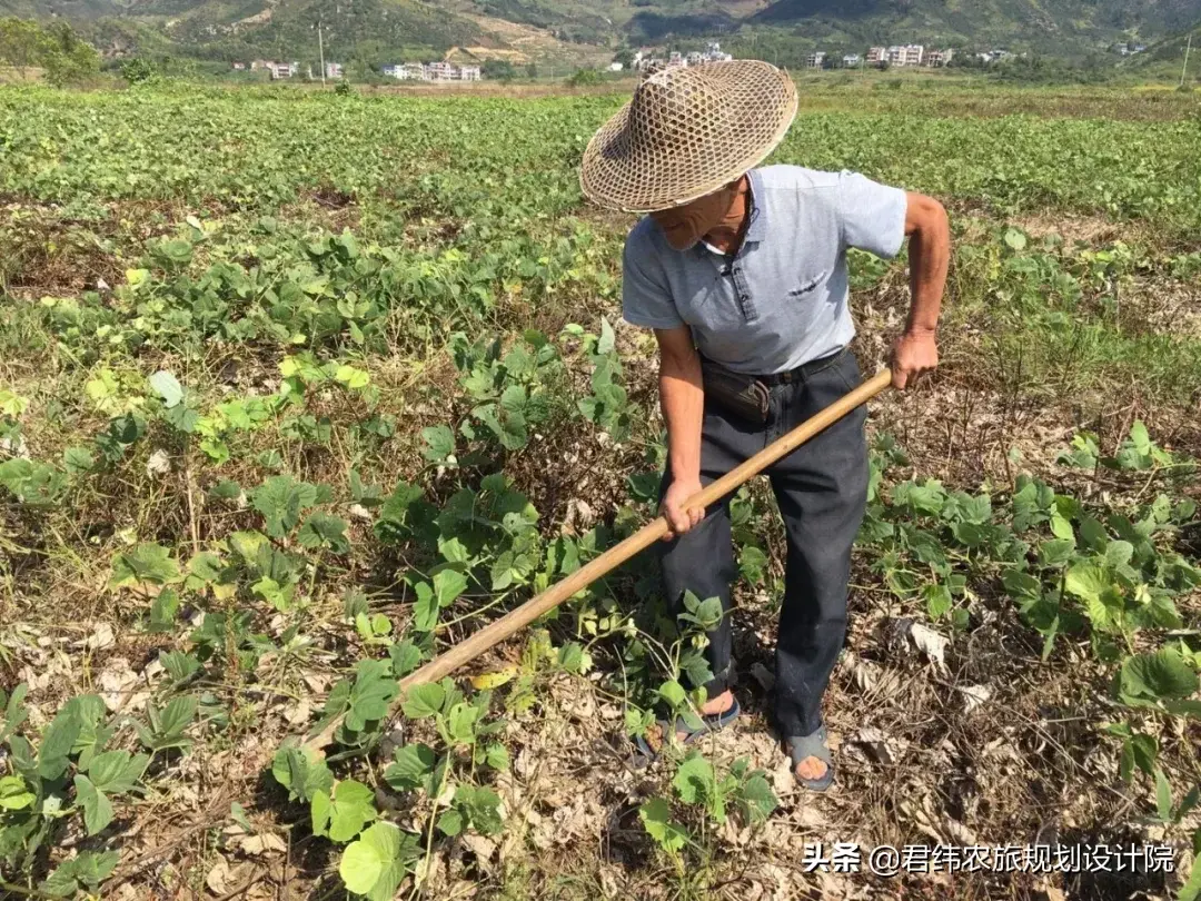 种植咨询葛根技术公司电话_葛根种植技术咨询公司_葛根种植加盟商