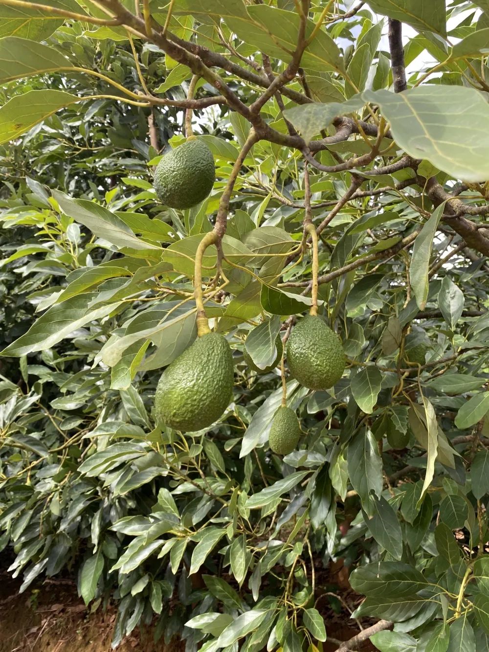 致富经果树种植视频_致富果怎么种植_致富创业网搞种植水果