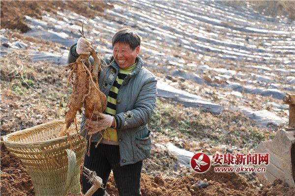 种植咨询葛根技术公司电话_种植咨询葛根技术公司有哪些_葛根种植技术咨询公司