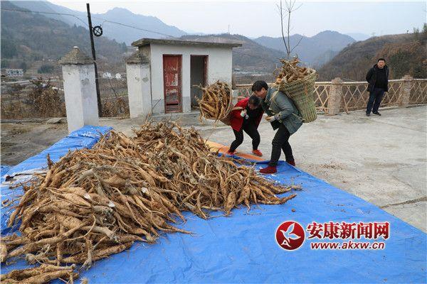 种植咨询葛根技术公司电话_种植咨询葛根技术公司有哪些_葛根种植技术咨询公司