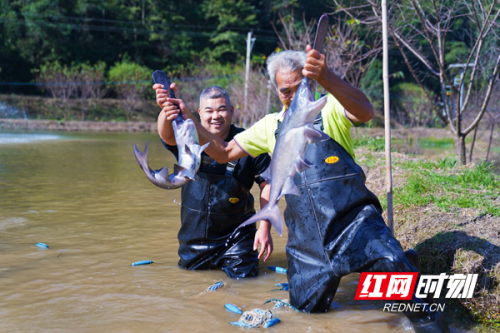 临武县鸭嘴鱼养殖基地：优化营商环境，打造生态养殖新模式