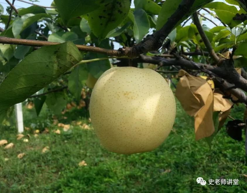 种丝瓜的季节和方法视频_夏季种丝瓜怎样才能高产_夏季丝瓜种植技术