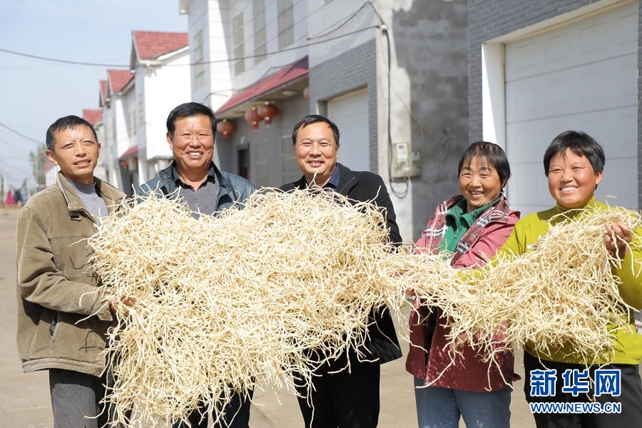 乡村振兴在行动|湖北当阳：田间“小野草”成为“致富草”