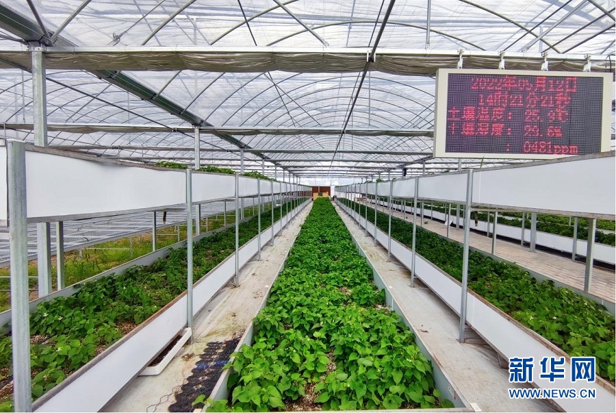 酉阳香椿种植致富_香椿种植前景及利润_香椿种植基地在哪