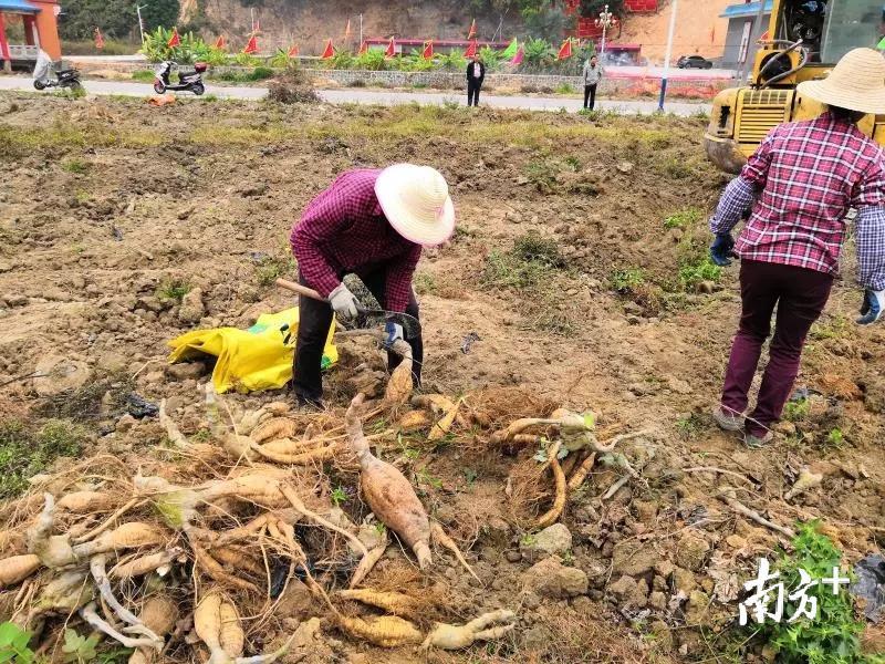 微观陆河｜河田上径“千年人参”上市，种植基地开放可自己动手挖