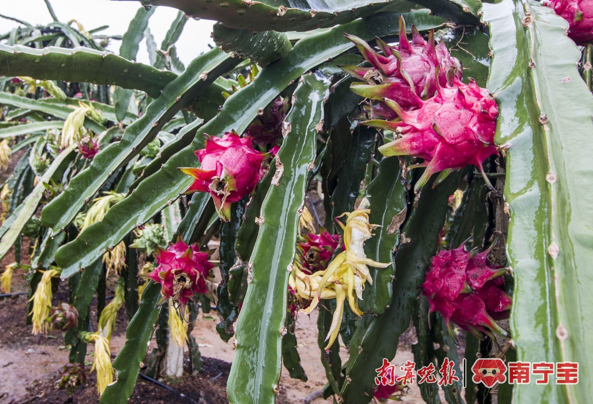 种植香瓜的方法_香瓜种植致富方法_致富种植香瓜方法有哪些