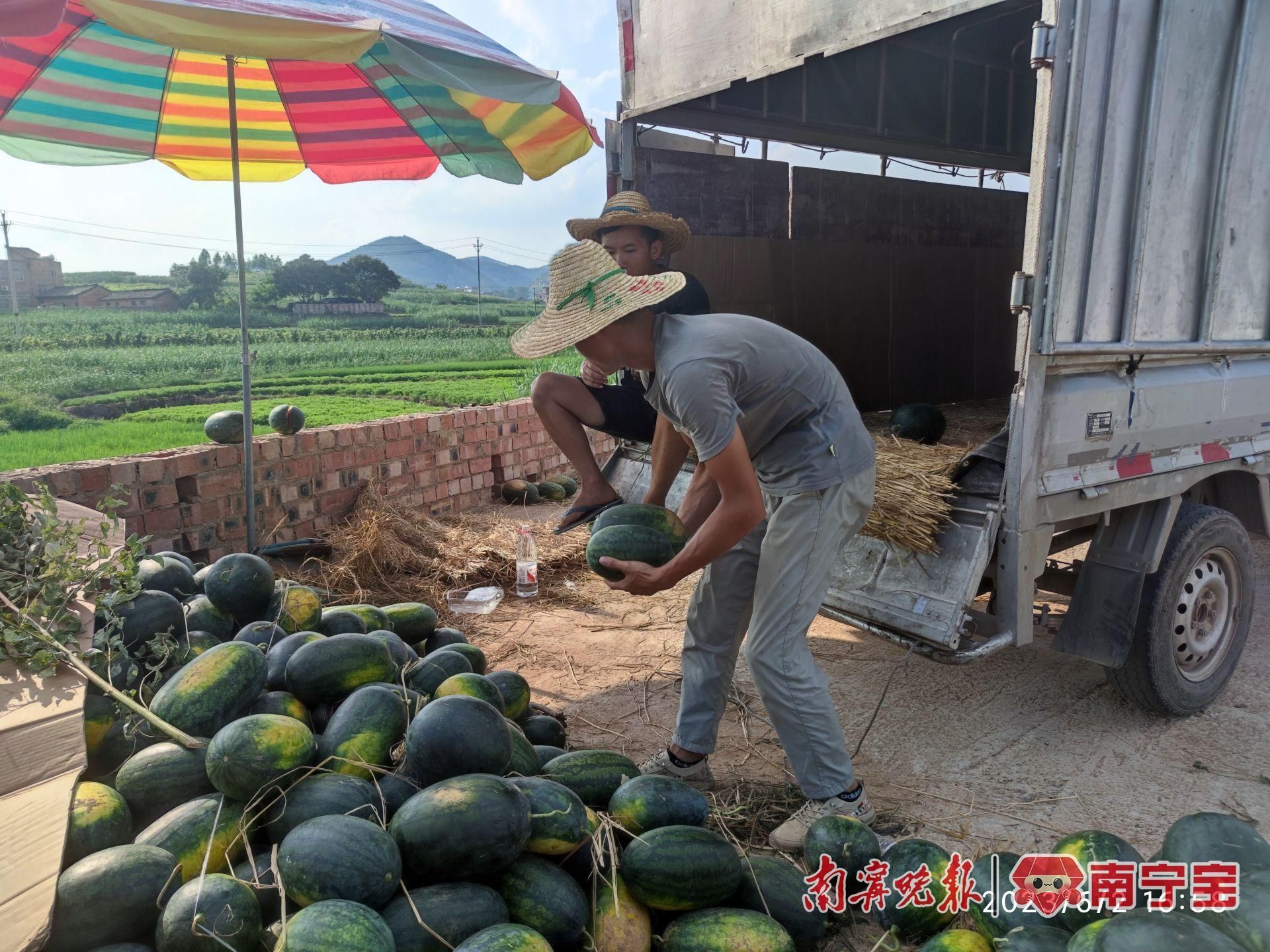 致富种植香瓜方法有哪些_香瓜种植致富方法_种植香瓜的方法