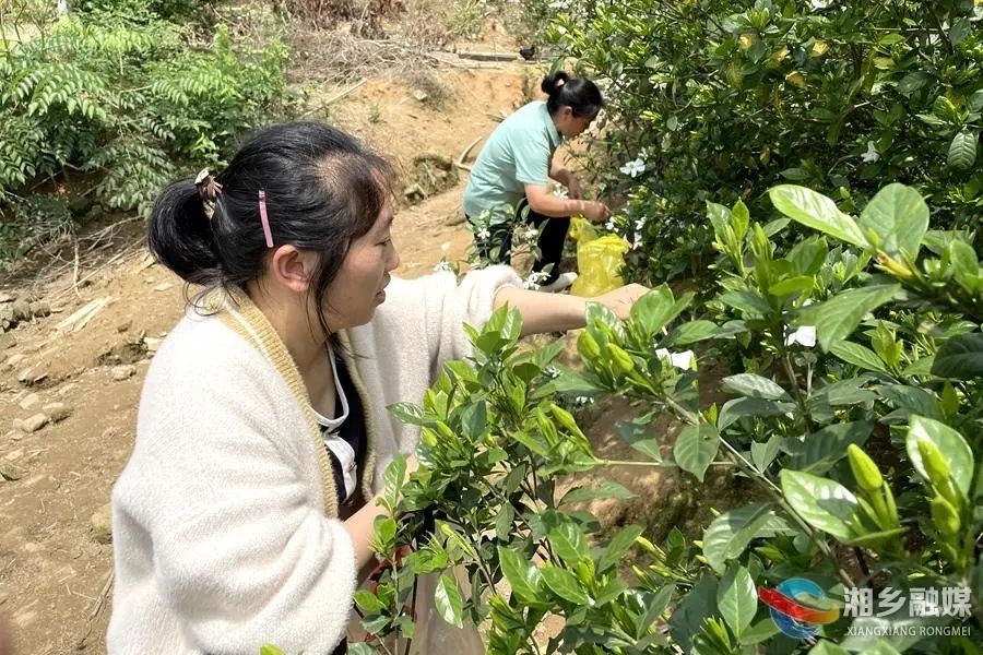 中药养鸡致富故事视频_致富经中药鸡_中草药养鸡致富经