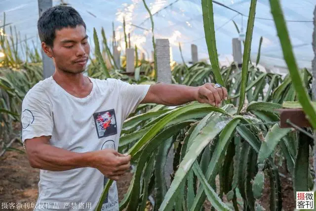 广西种植什么最赚钱_广西种植致富名人_广西种植大户名单