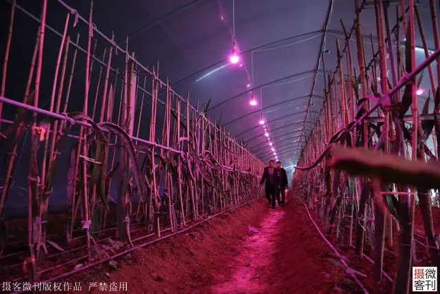 广西种植大户名单_广西种植什么最赚钱_广西种植致富名人