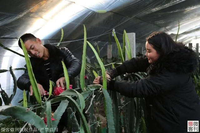 广西种植致富名人_广西种植什么最赚钱_广西种植大户名单