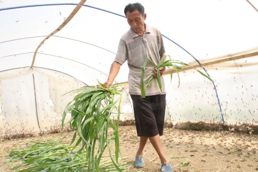 致富养鸡_养殖致富小机器_致富养殖视频