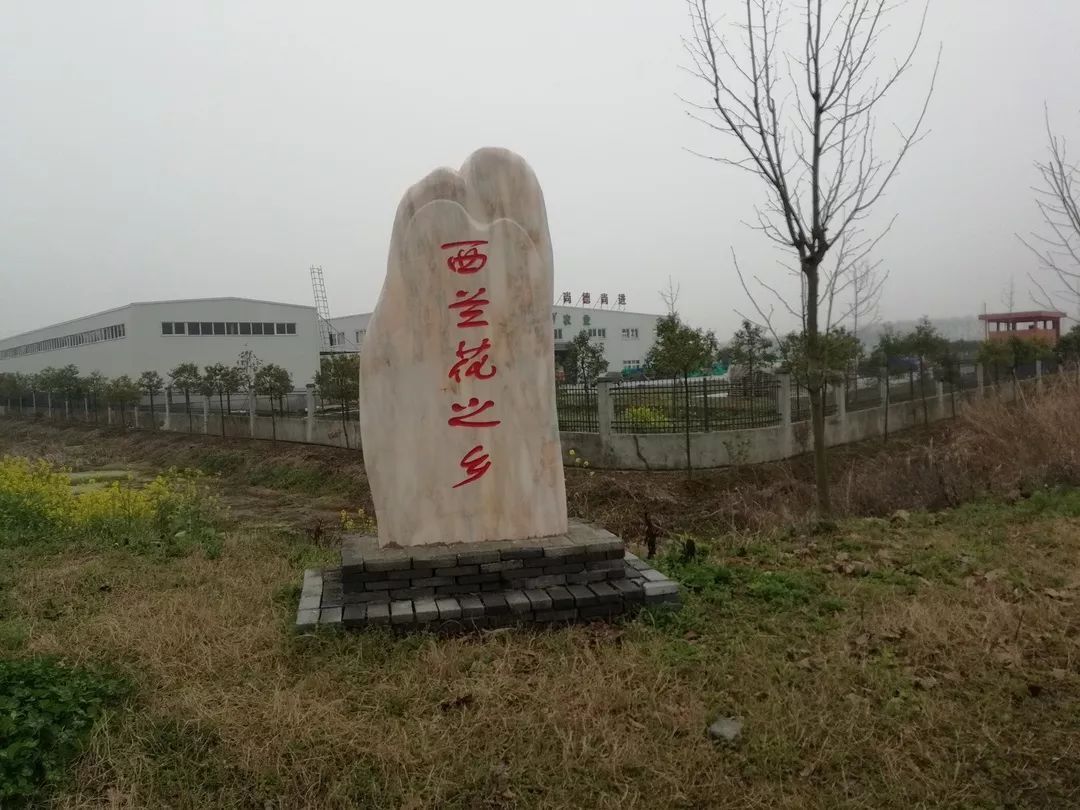 兰花致富经_致富经兰花种植视频_中央台兰花致富视频