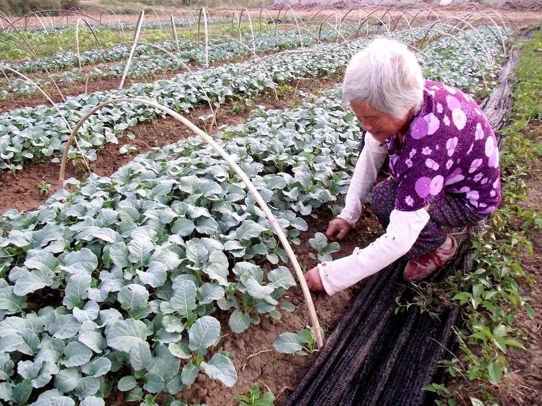 致富经兰花种植视频_兰花致富经_中央台兰花致富视频